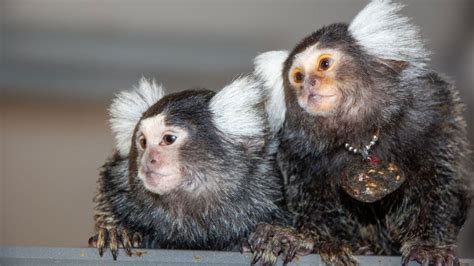 circle names for life360|These monkeys use names to communicate with each other, .